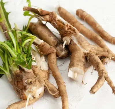 Chicory root inulin ingredient